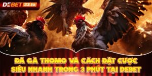 Đá Gà Thomo Và Cách Đặt Cược Siêu Nhanh Trong 3 Phút Tại Debet